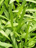 Succisella Inflexa (fam Dipsacacees) (01) (Photo F. Mrugala)